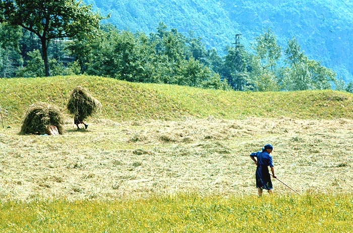 La fienagione
